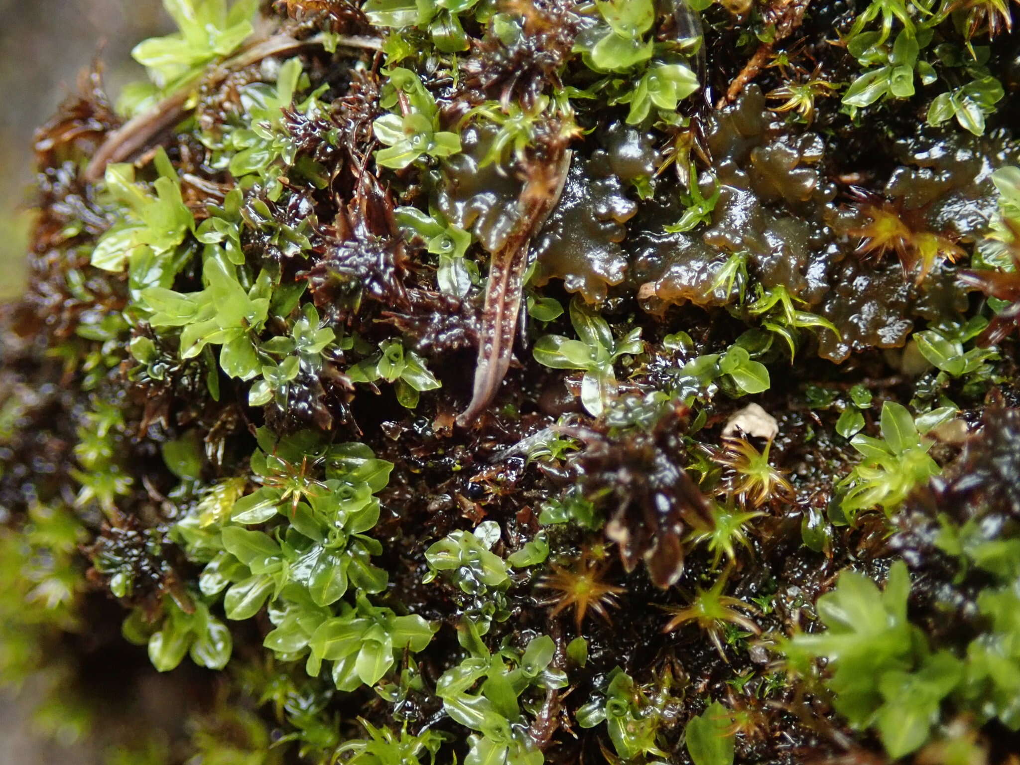 Image of candle snuffer moss