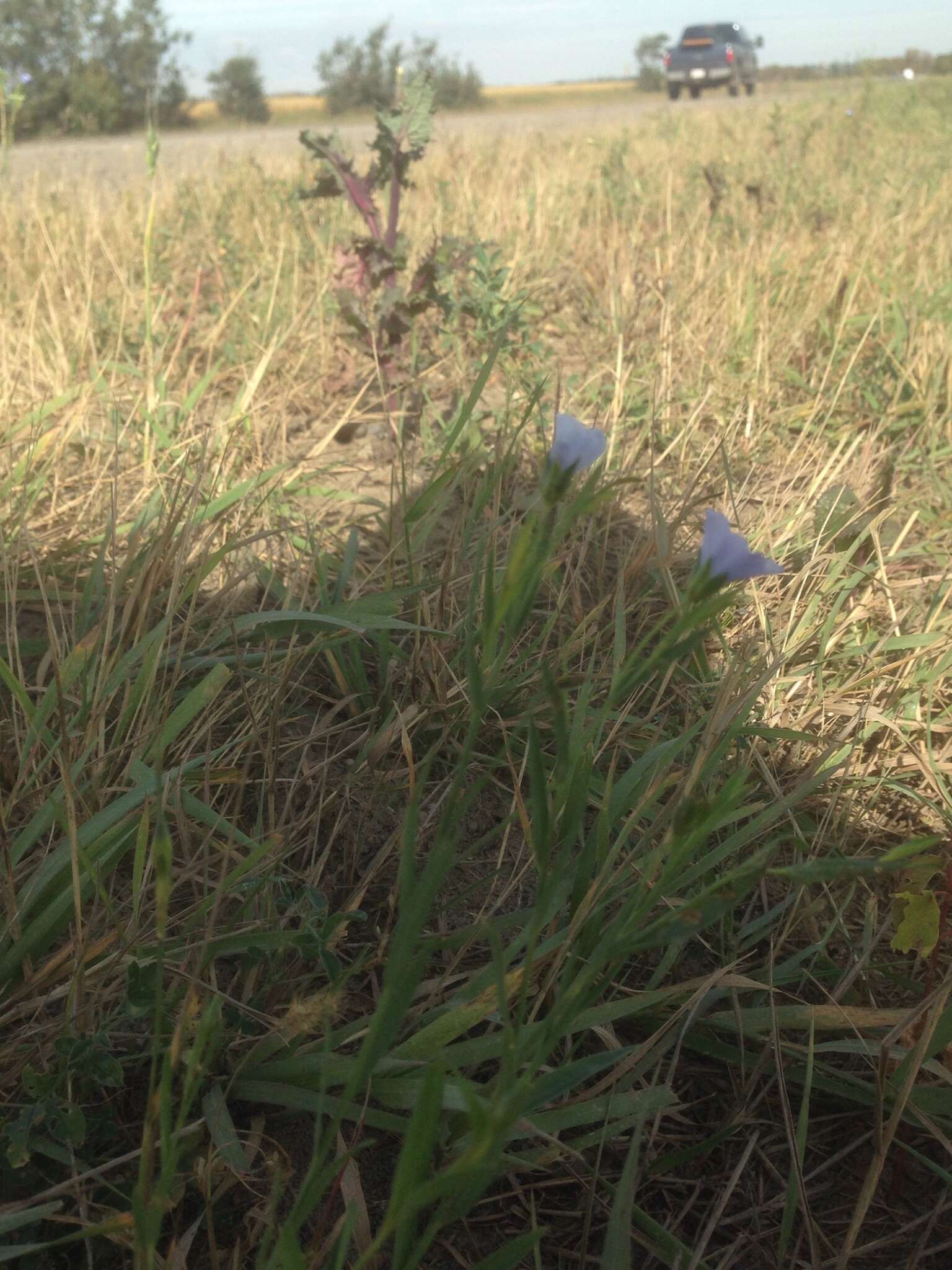 Image of common flax