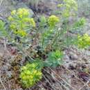 Image of Euphorbia alpina Ledeb.