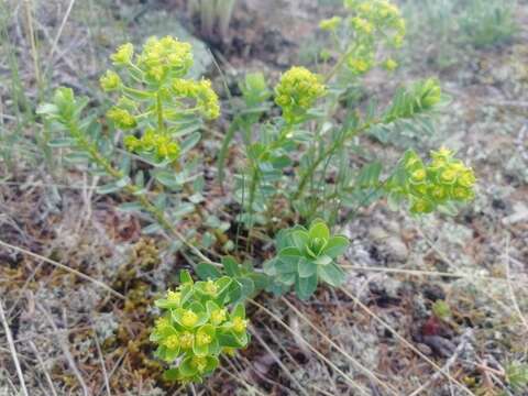 Euphorbia alpina Ledeb. resmi