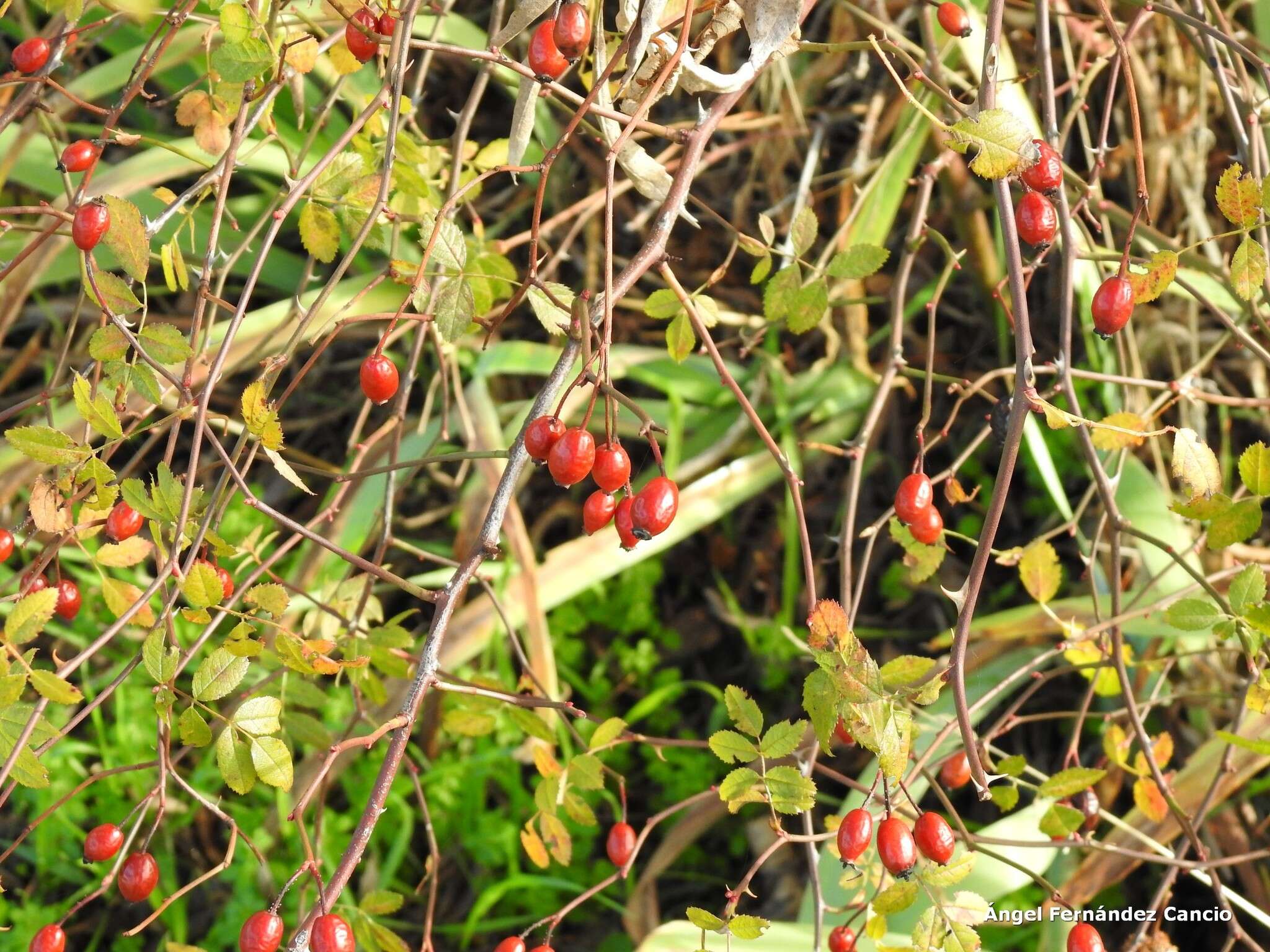 Image de "Rosier à petites fleurs, Églantier à petites fleurs"