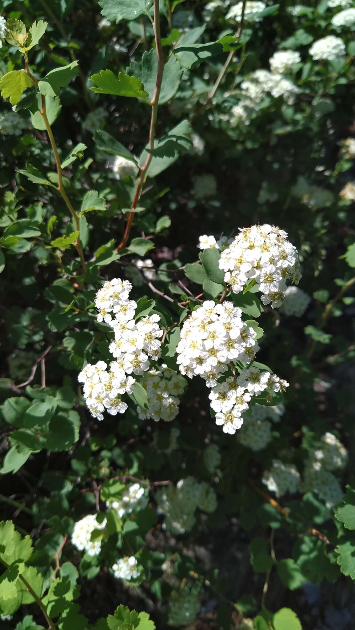 Image of Asian meadowsweet