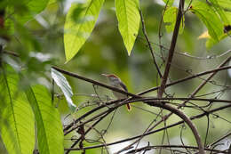 Image of Rufous-tailed Tailorbird