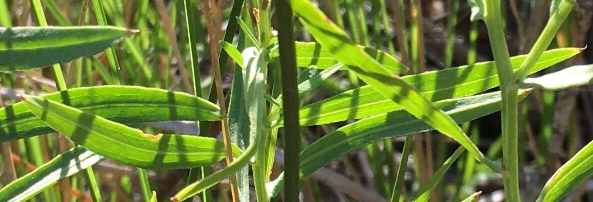 Plancia ëd Euthamia weakleyi G. L. Nesom