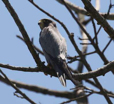 Image of Sooty Falcon