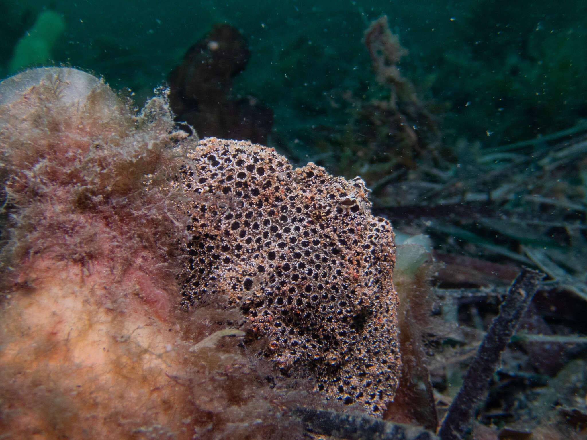 Image of Glauert&#39;s anglerfish