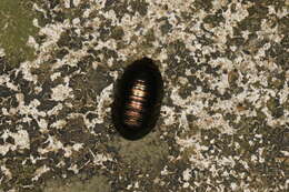 Image of Metallic Emerald Cockroach