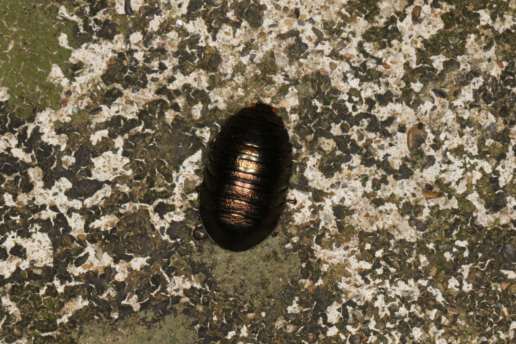 Image of Metallic Emerald Cockroach