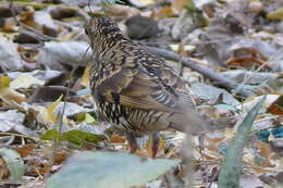 Image of Scaly Thrush