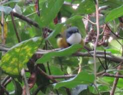 صورة Pachycephala caledonica (Gmelin & JF 1789)