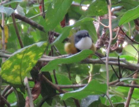 صورة Pachycephala caledonica (Gmelin & JF 1789)