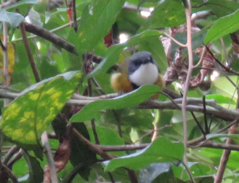 صورة Pachycephala caledonica (Gmelin & JF 1789)