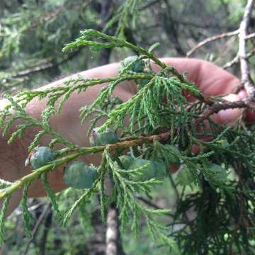 صورة Juniperus flaccida var. poblana Martínez