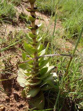 Image of Crassula capitella subsp. nodulosa (Schönl.) Tölken