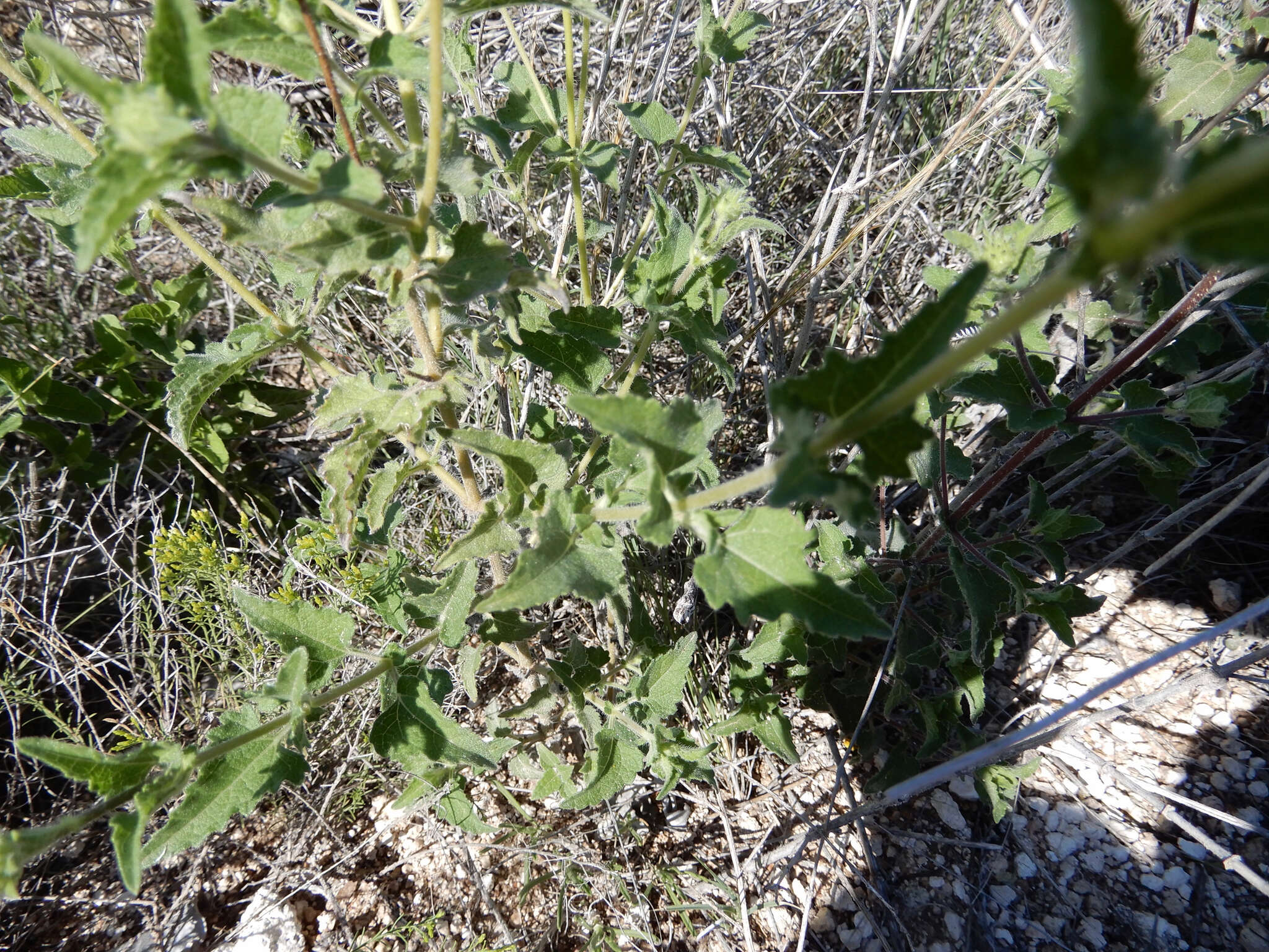 Image of awnless bushsunflower