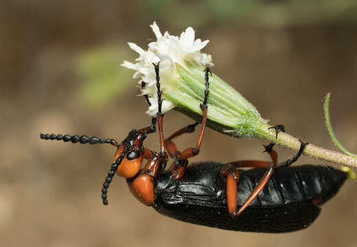 Image of Master Blister Beetle