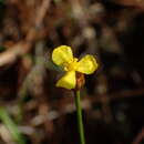 Image of Savannah Yellow-Eyed-Grass