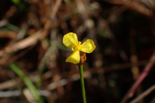 Plancia ëd Xyris flabelliformis Chapm.