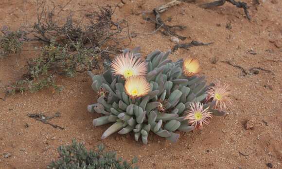 Imagem de Cheiridopsis denticulata (Haw.) N. E. Br.