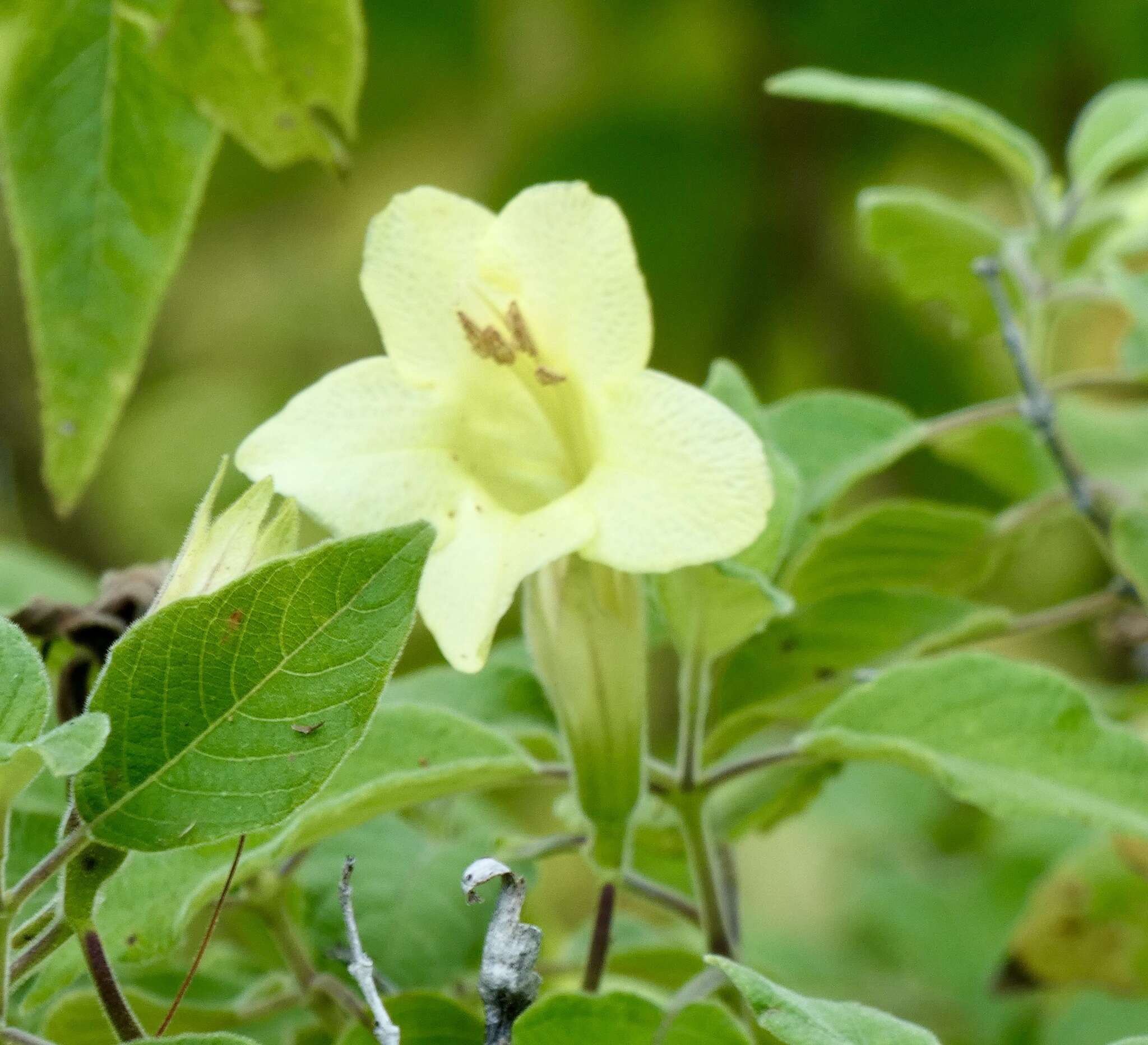 Sivun Ruellia conzattii Standl. kuva