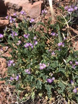 Plancia ëd Astragalus pubentissimus Torr. & A. Gray