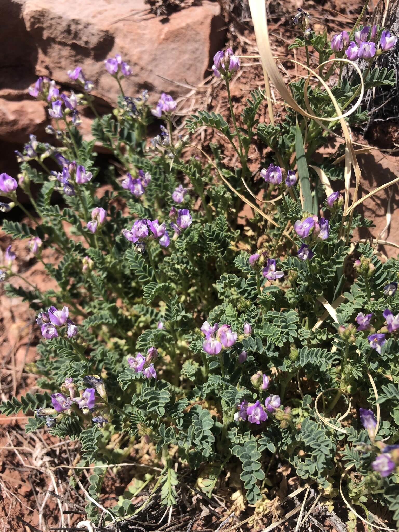 Plancia ëd Astragalus pubentissimus Torr. & A. Gray