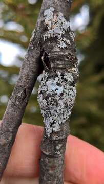 Image of rosette lichen