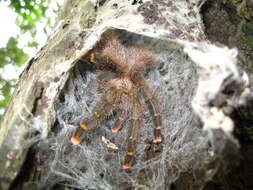 Image of Avicularia rufa Schiapelli & Gerschman 1945