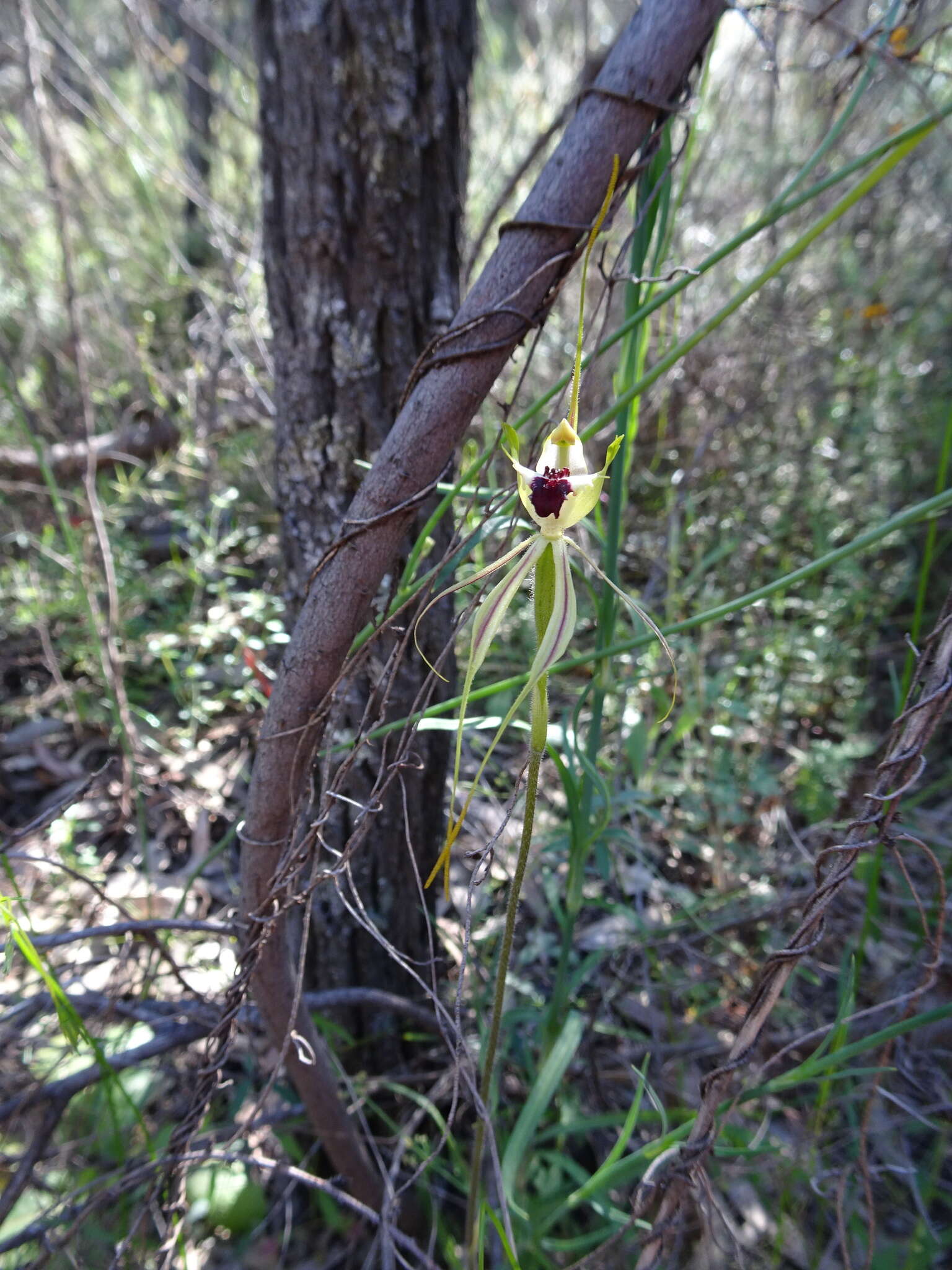 Image of Thin-clubbed mantis orchid