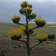 Слика од Agave salmiana subsp. salmiana