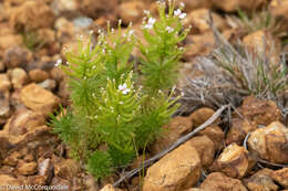 Image de Stylidium adnatum R. Br.