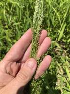 Eragrostis japonica (Thunb.) Trin. resmi