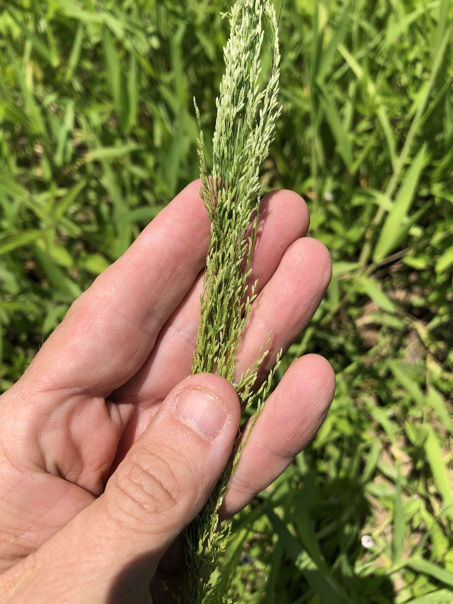 Image of Japanese Love Grass