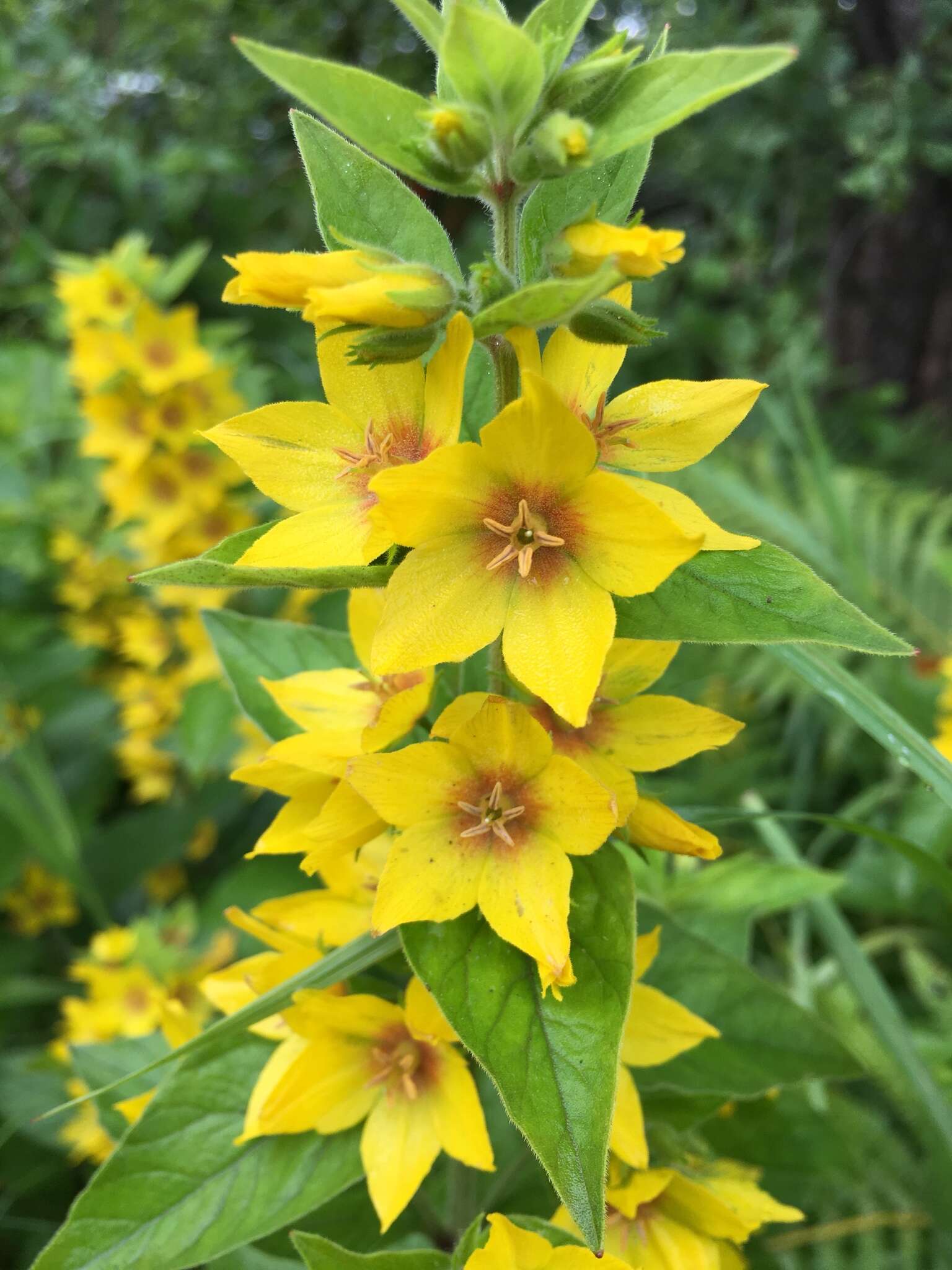 Слика од Lysimachia punctata L.