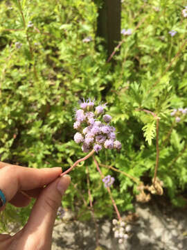 Image of Pinked Mistflower