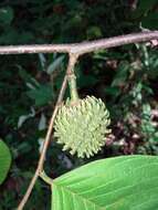 Imagem de Annona holosericea Saff.