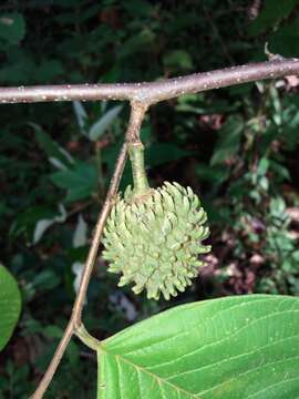 Image de Annona holosericea Saff.