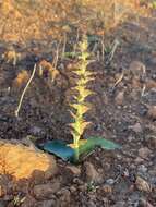 Image of Lachenalia undulata Masson ex Baker