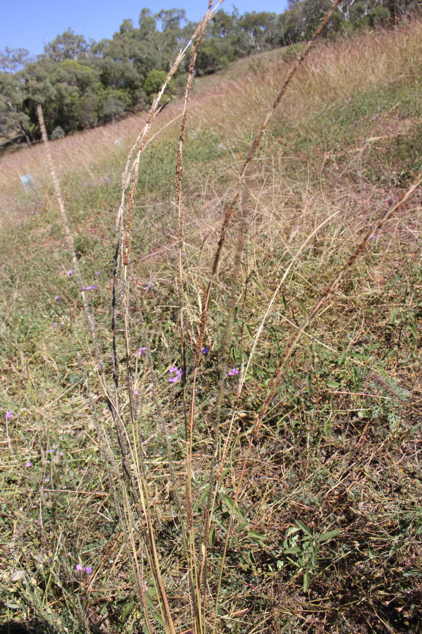 Image of slender dropseed