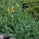 Image of field sowthistle