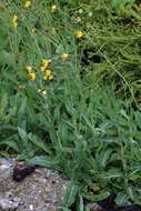 Image of field sowthistle