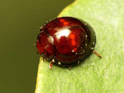 Image of heather ladybird