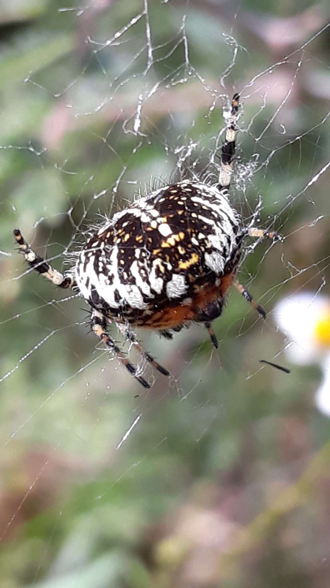 Image of Neoscona orizabensis F. O. Pickard-Cambridge 1904