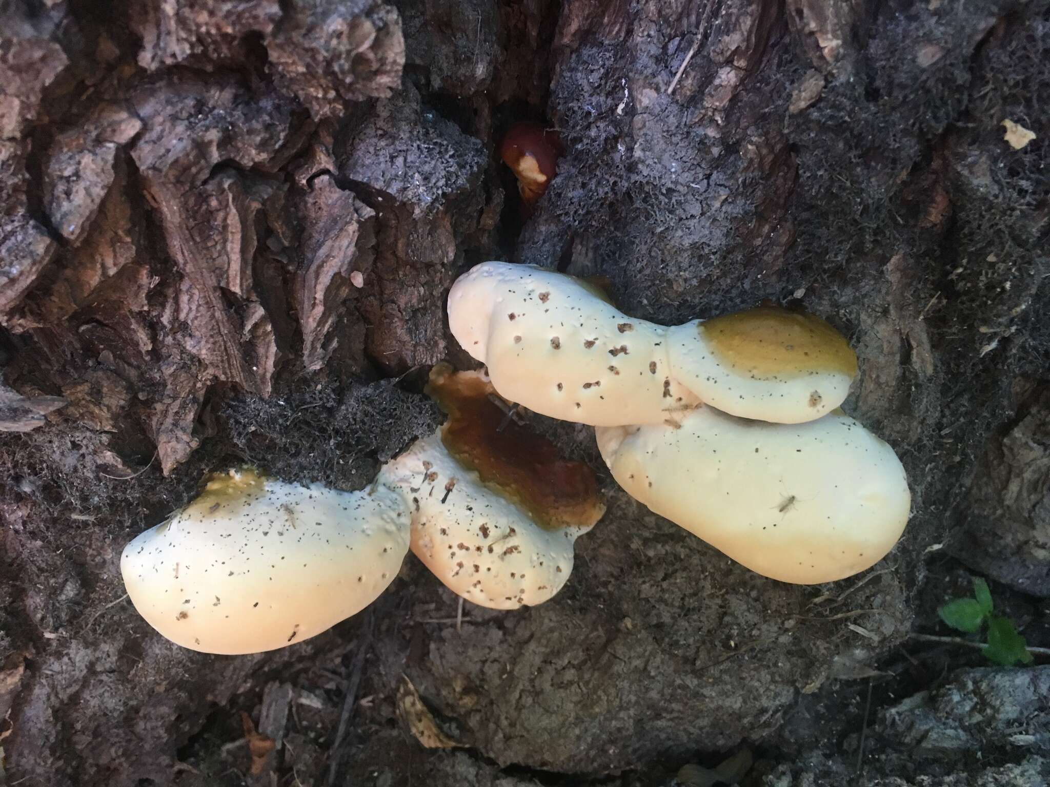 Image of Ganoderma polychromum (Copel.) Murrill 1908