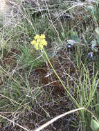 Image of leafy wildparsley