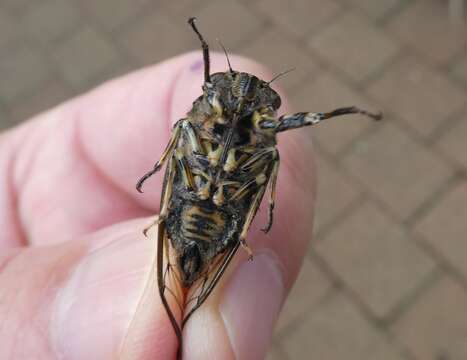 Amphipsalta cingulata (Fabricius 1775)的圖片