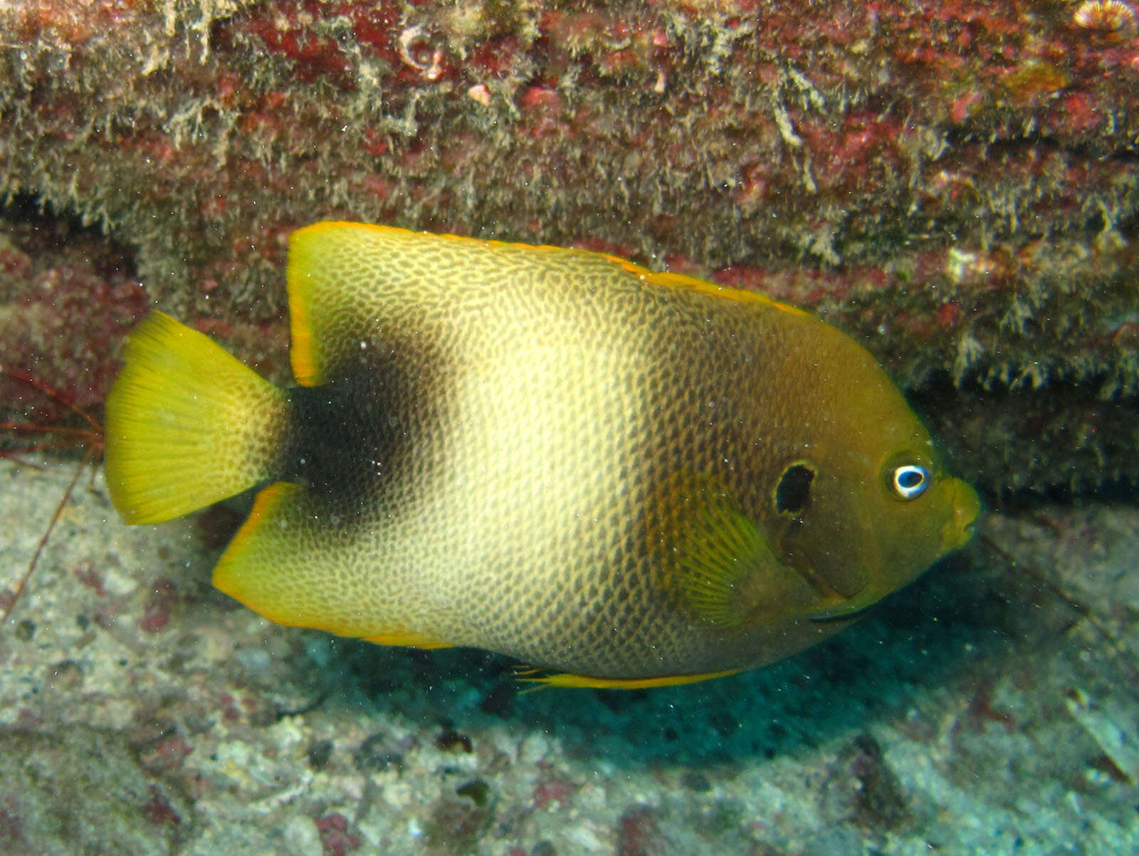 Image de Holacanthus africanus Cadenat 1951