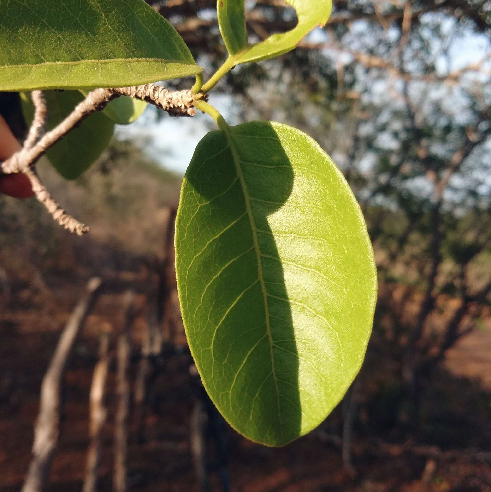 Imagem de Aspidosperma pyrifolium Mart.