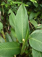 Imagem de Marantochloa cuspidata (Roscoe) Milne-Redh.