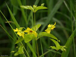 Image of fringed loosestrife